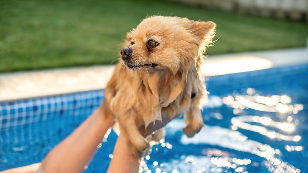 Dog hydrotherapy