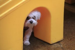 Watch out! Little Lola is coming for you!