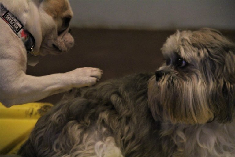 Boarding a Senior Dog: Planning a Quieter, Comfortable Stay