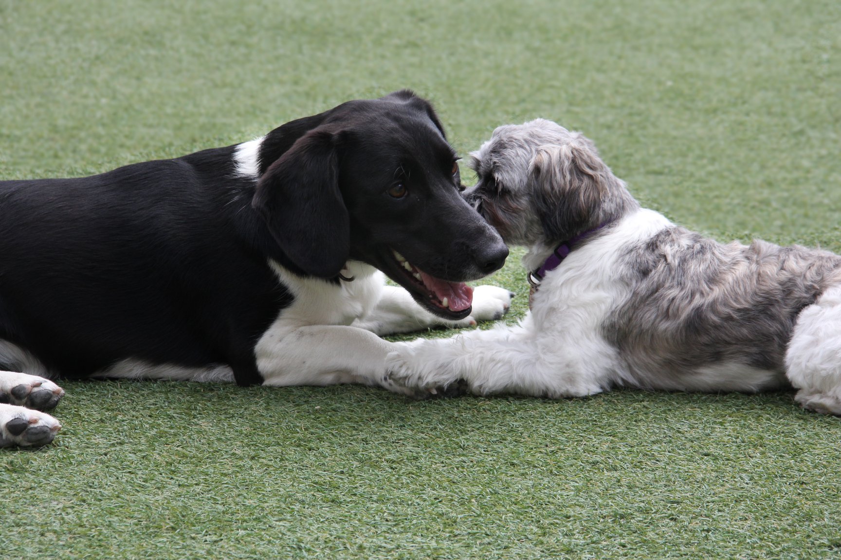 A dog boarding at Pet Care Plus in Chicago&rsquo;s West Loop, the resort used by Berwyn dog owners
