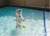 Chicago Pet Resort Tours: What to Observe Before Boarding