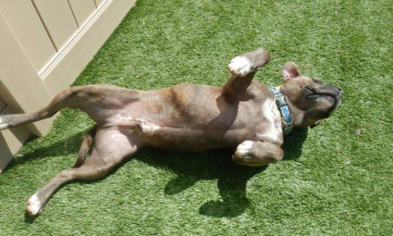 Dog Grooming in Chicago: What a Full-Service Visit Includes