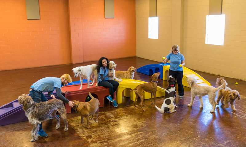indoor activities for dogs in winter