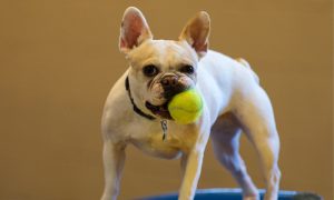 Great Indoor Activities to Keep Your Pup Busy This Winter