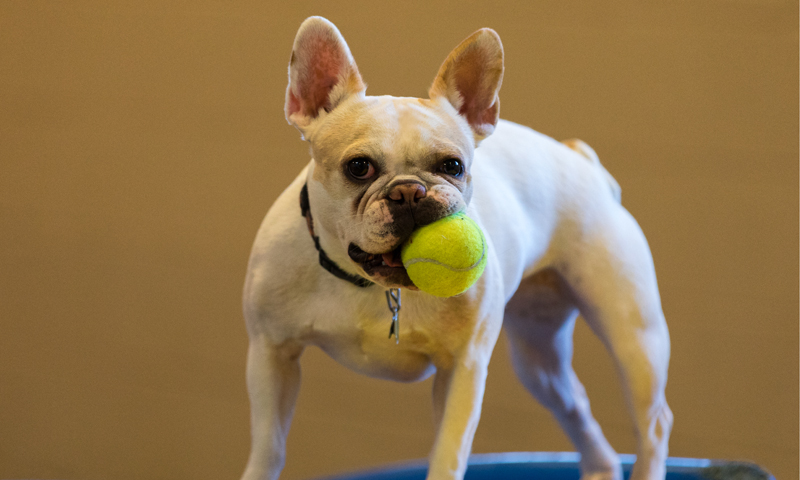 Dog Boarding Chicago: Vaccination Records and Arrival Planning