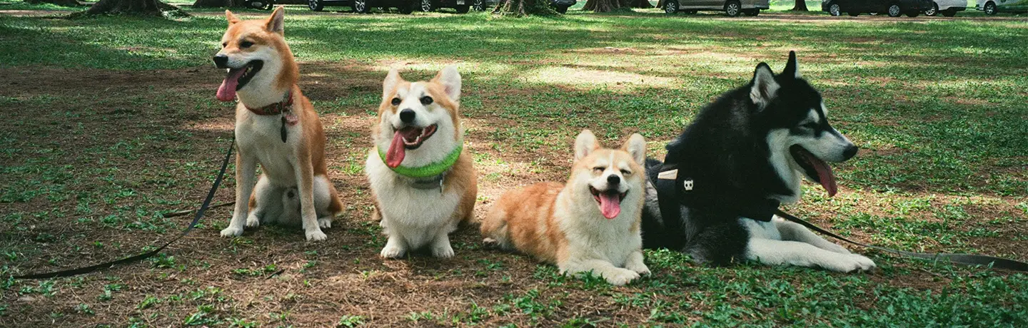 Dogs at Pet Care Plus dog boarding in Chicago's West Loop