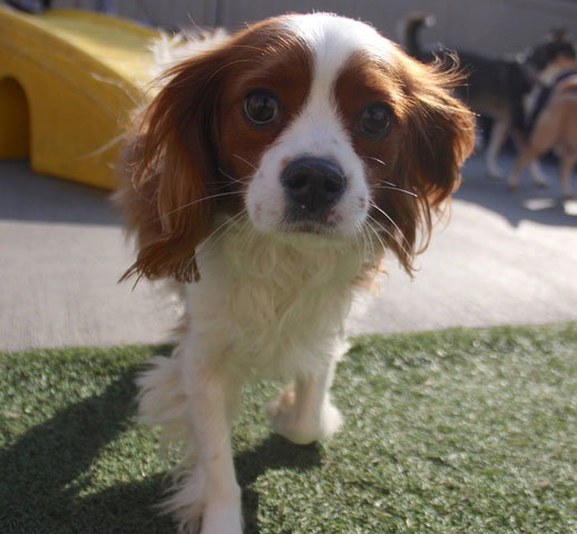 Dog Daycare Chicago: How Grouping and Rest Shape the Day