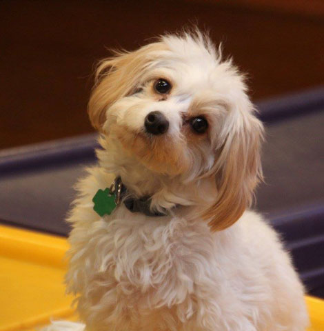 Puppy First Groom Chicago: Questions Before the First Appointment
