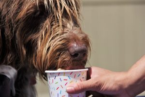 DIY Deliciousness! Keeping Pet's Busy on Cold Days!
