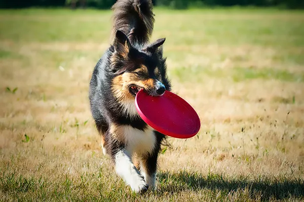 Pet Care Plus, family-owned in Chicago's West Loop since 1998