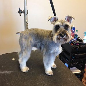 grooming