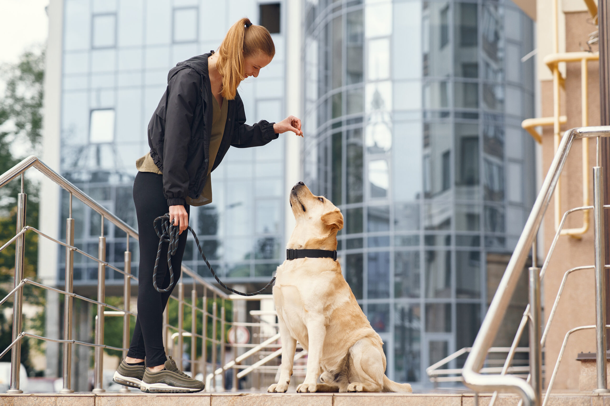 A dog boarding at Pet Care Plus in Chicago’s West Loop, the resort used by West Loop dog owners