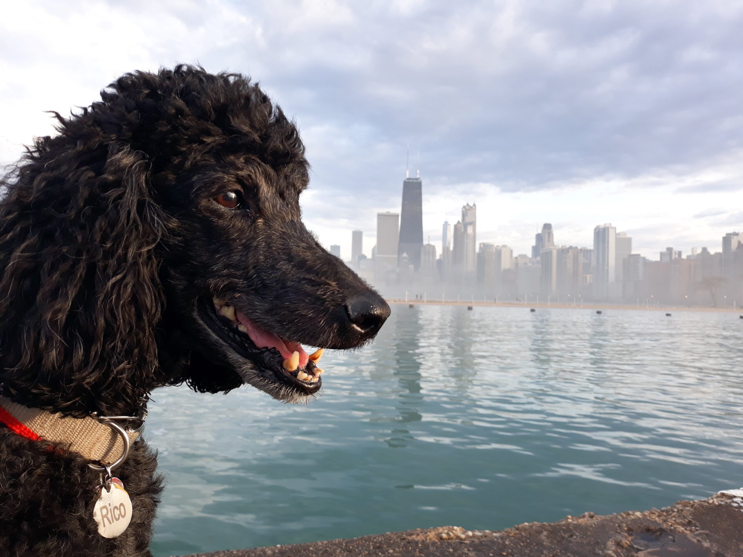 A dog boarding at Pet Care Plus in Chicago&rsquo;s West Loop, the resort used by Garfield Park dog owners