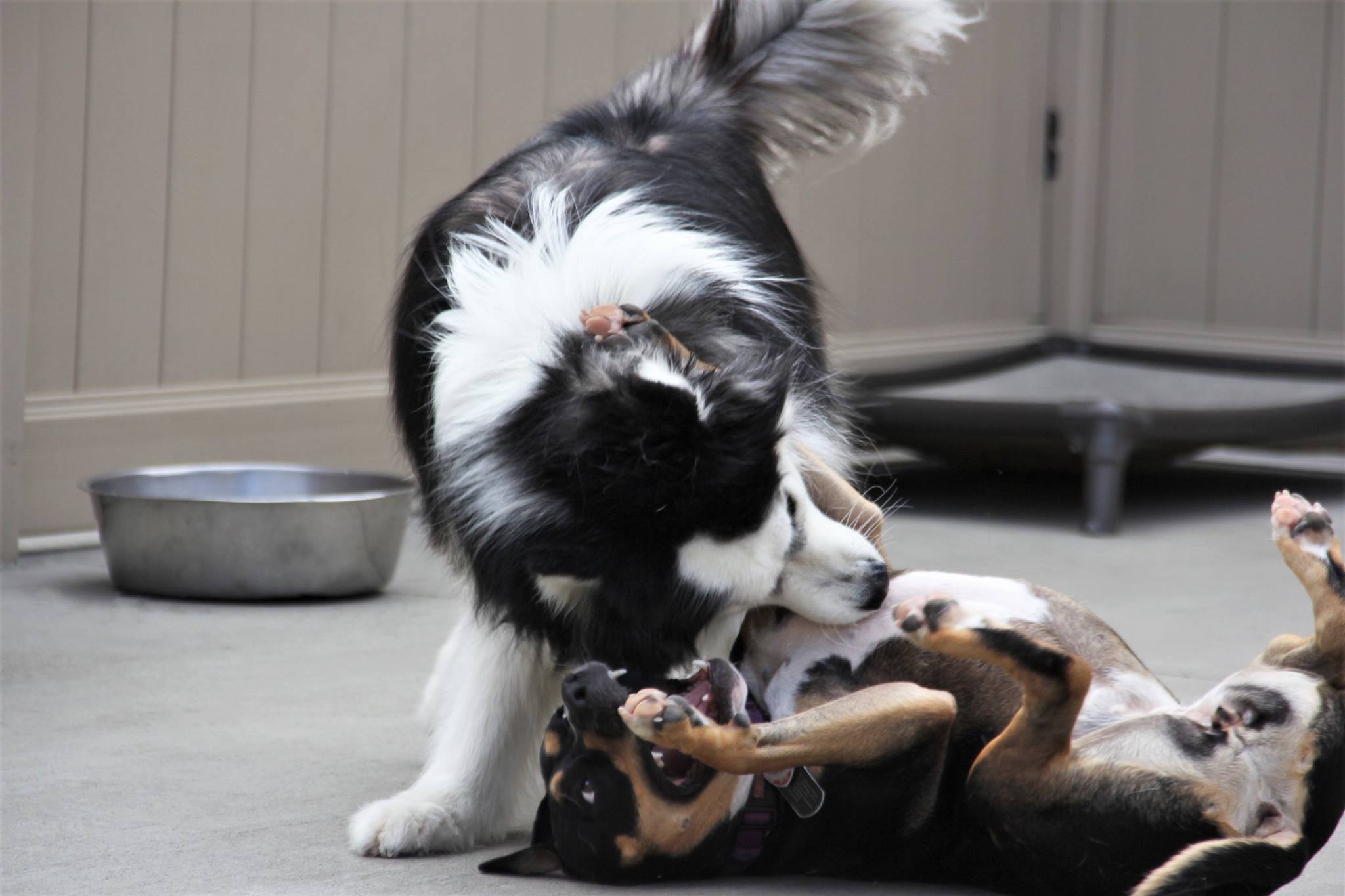 The purpose-built Pet Care Plus resort floor, where dogs from Garfield Park spend the day