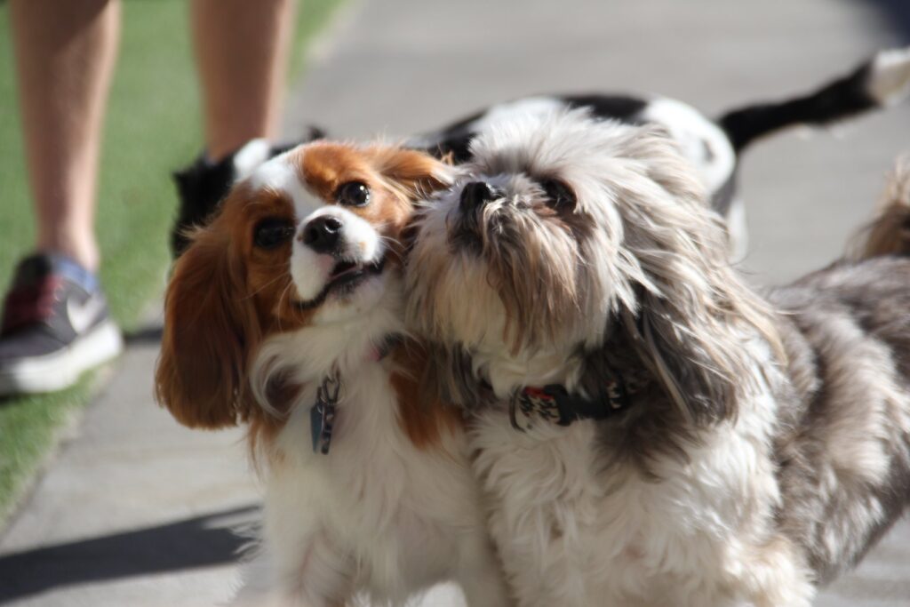 Dog Daycare