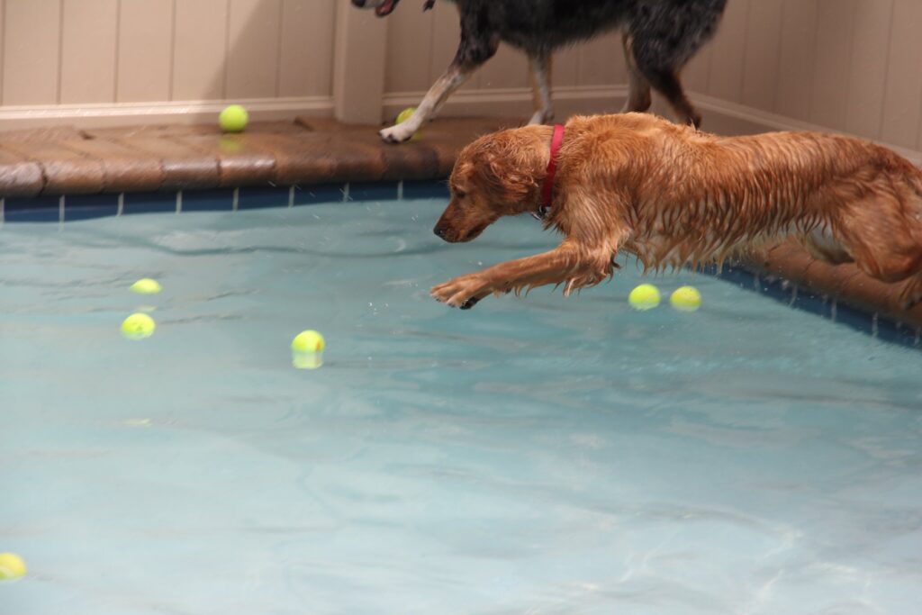 Dog Socialization