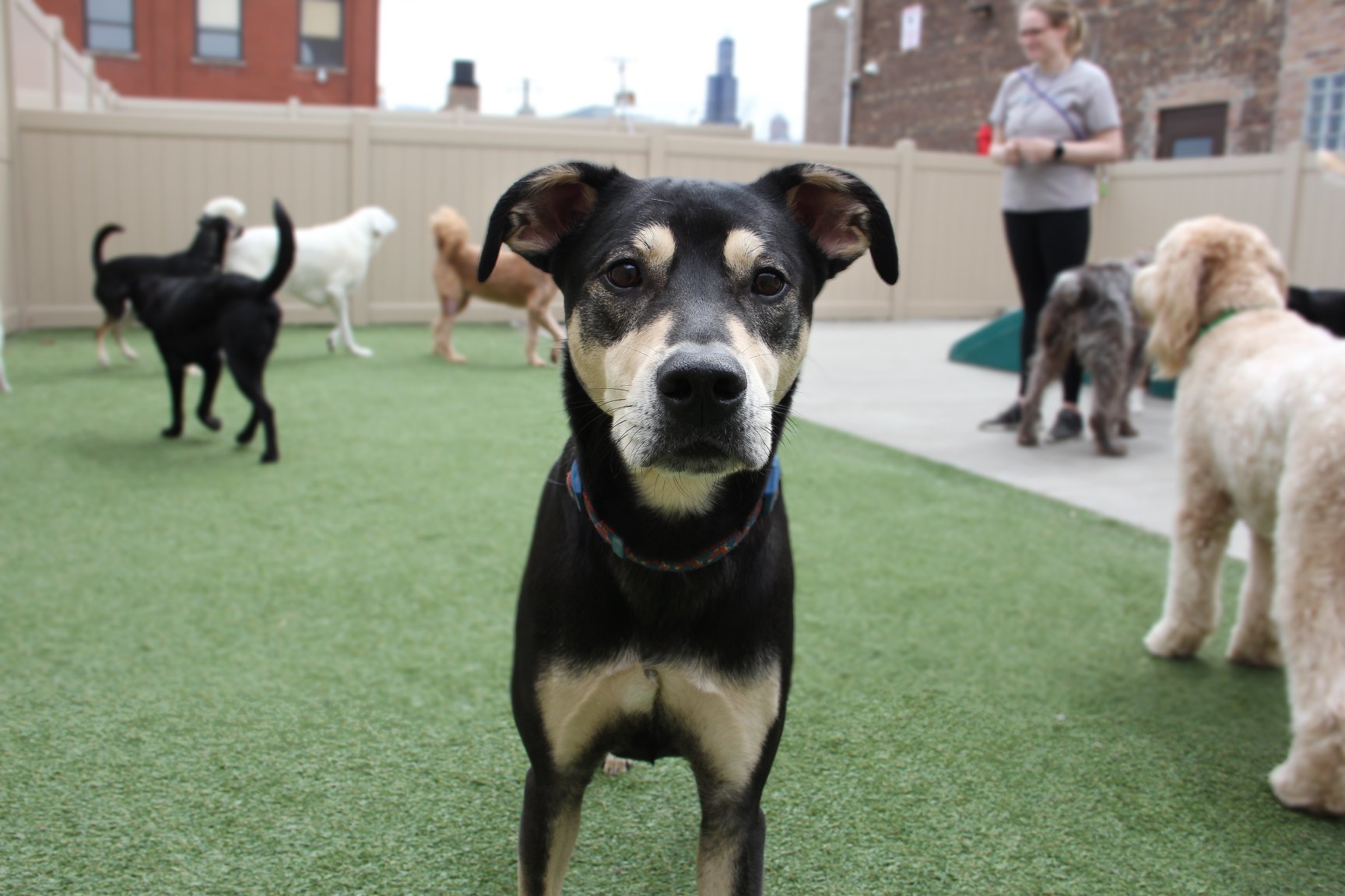 A dog boarding at Pet Care Plus in Chicago&rsquo;s West Loop, the resort used by Lincoln Park dog owners