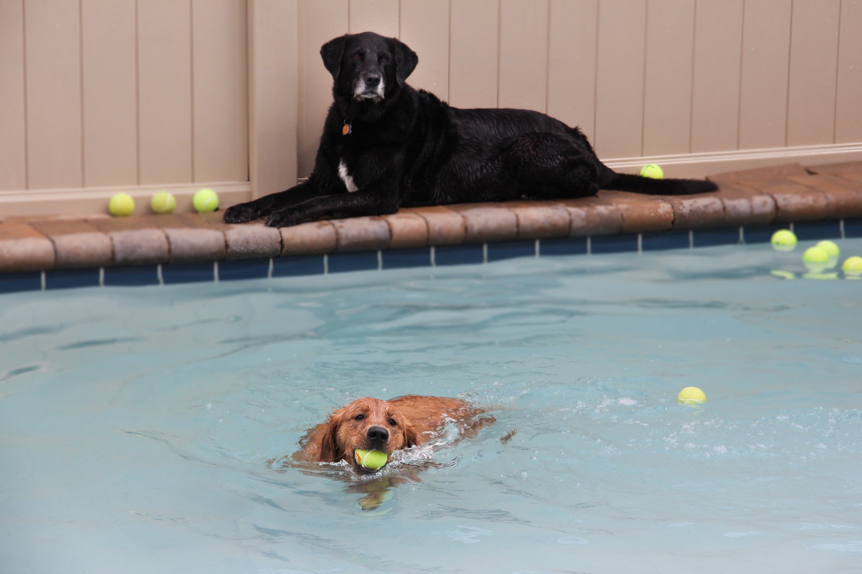 The purpose-built Pet Care Plus resort floor, where dogs from River North spend the day