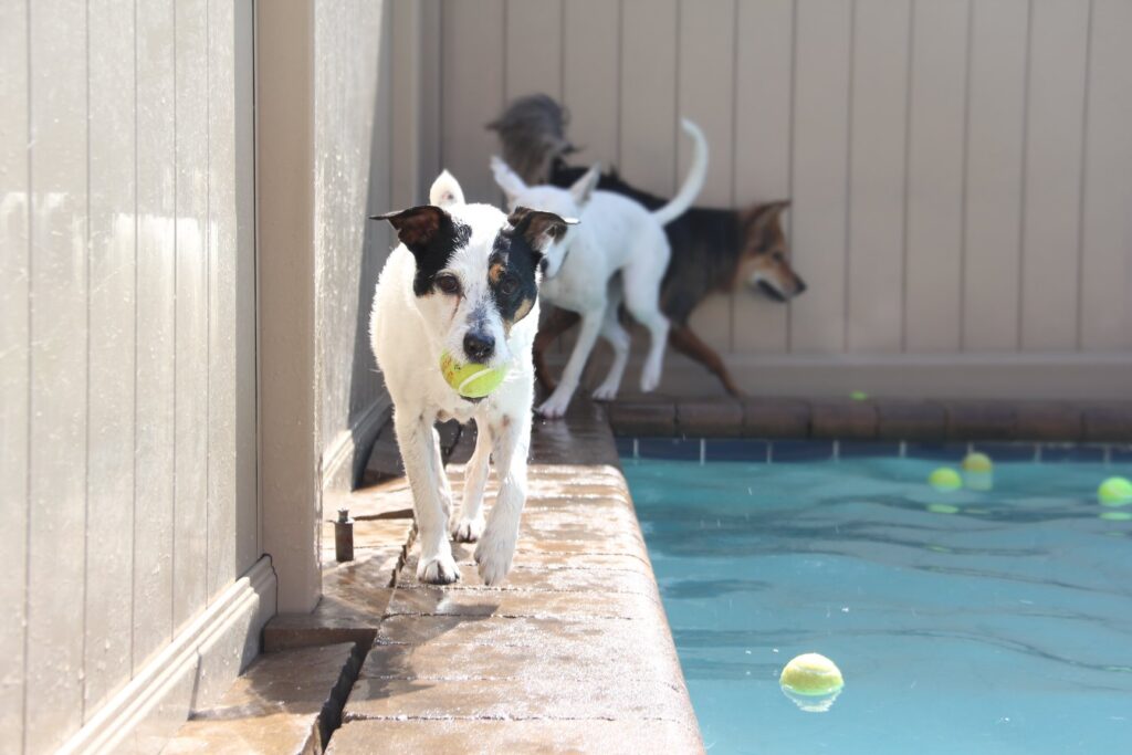 Sun Safety for dogs