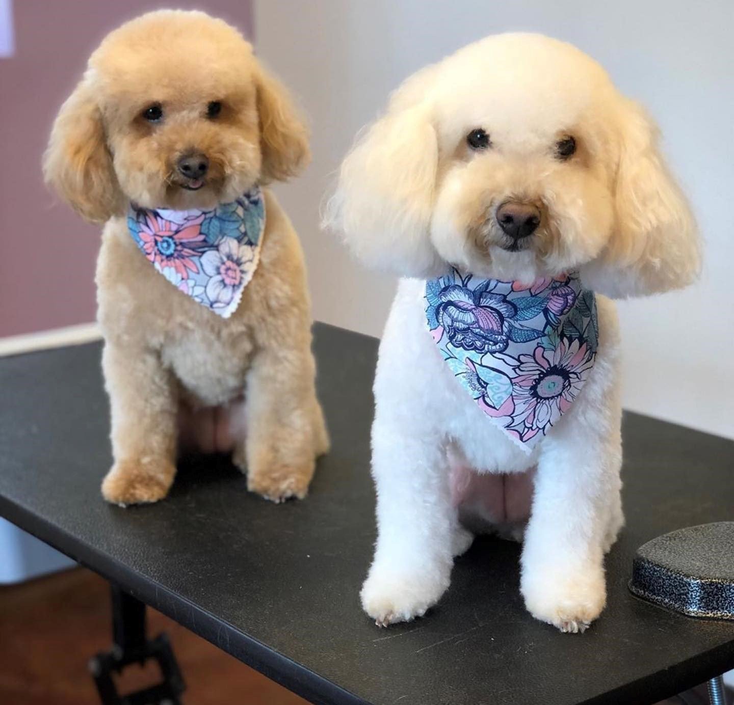 Pet Care Plus dog enjoying whole-lifecycle wellness care in Chicago
