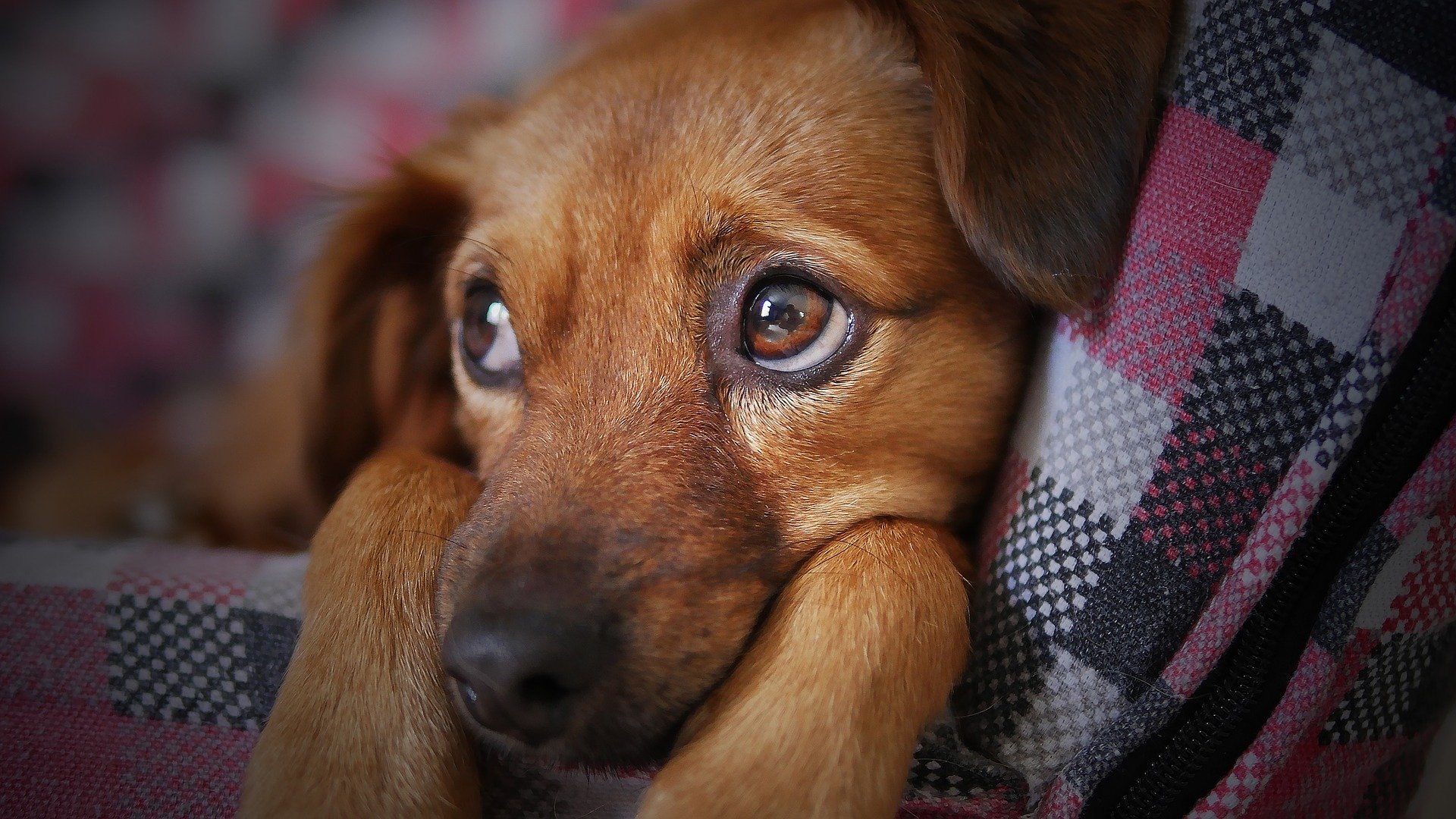 A dog resting between activities during a boarding stay booked from Humboldt Park