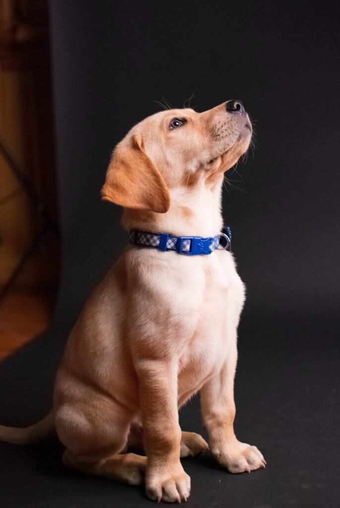 The Pet Care Plus family and facility in Chicago's West Loop