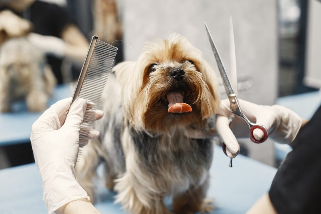 puppy's first grooming
