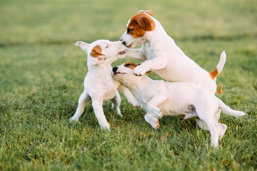 Grooming Tips