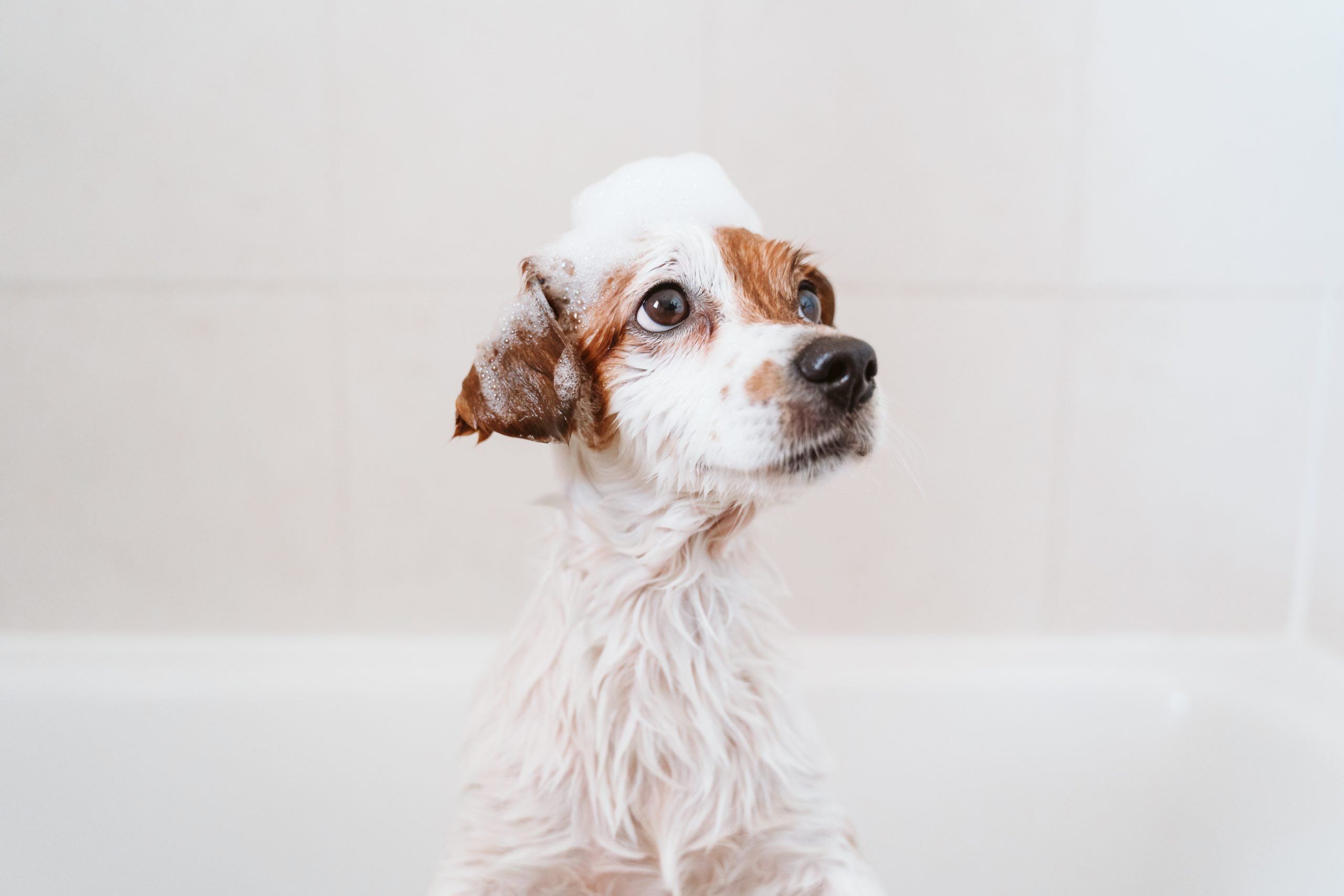 The purpose-built Pet Care Plus resort floor, where dogs from Ukrainian Village spend the day