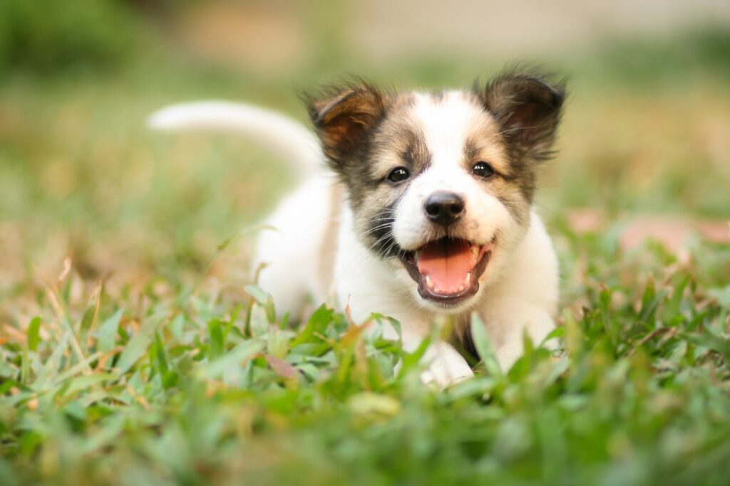 Grooming Tips