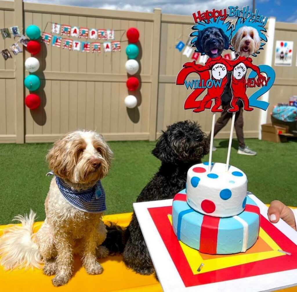 Valentine’s gifts for dogs