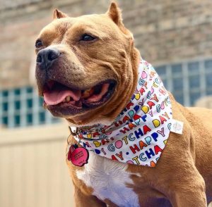 Valentine’s Gifts for Dogs | Treat Your Pup at Pet Care Plus