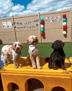 Valentine’s Dog Treat Sale | BOGO Deals & Pet Specials