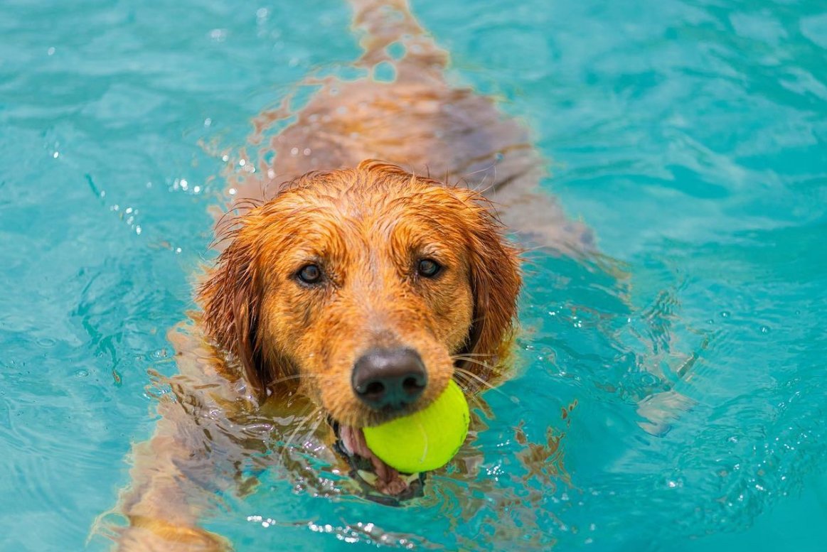 The purpose-built Pet Care Plus resort floor, where dogs from West Town spend the day