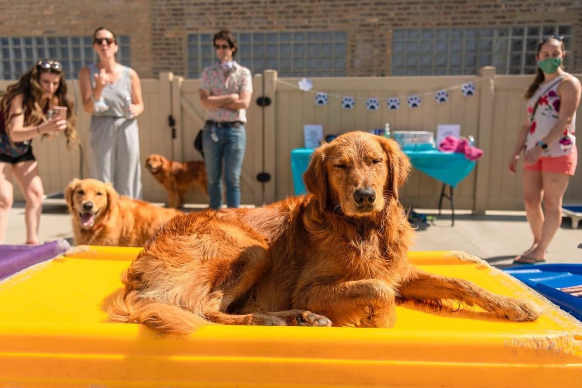 A dog boarding at Pet Care Plus in Chicago&rsquo;s West Loop, the resort used by West Town dog owners