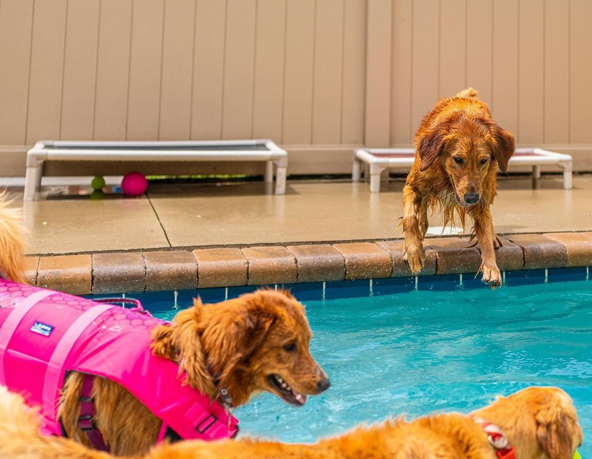A dog resting between activities during a boarding stay booked from Noble Square