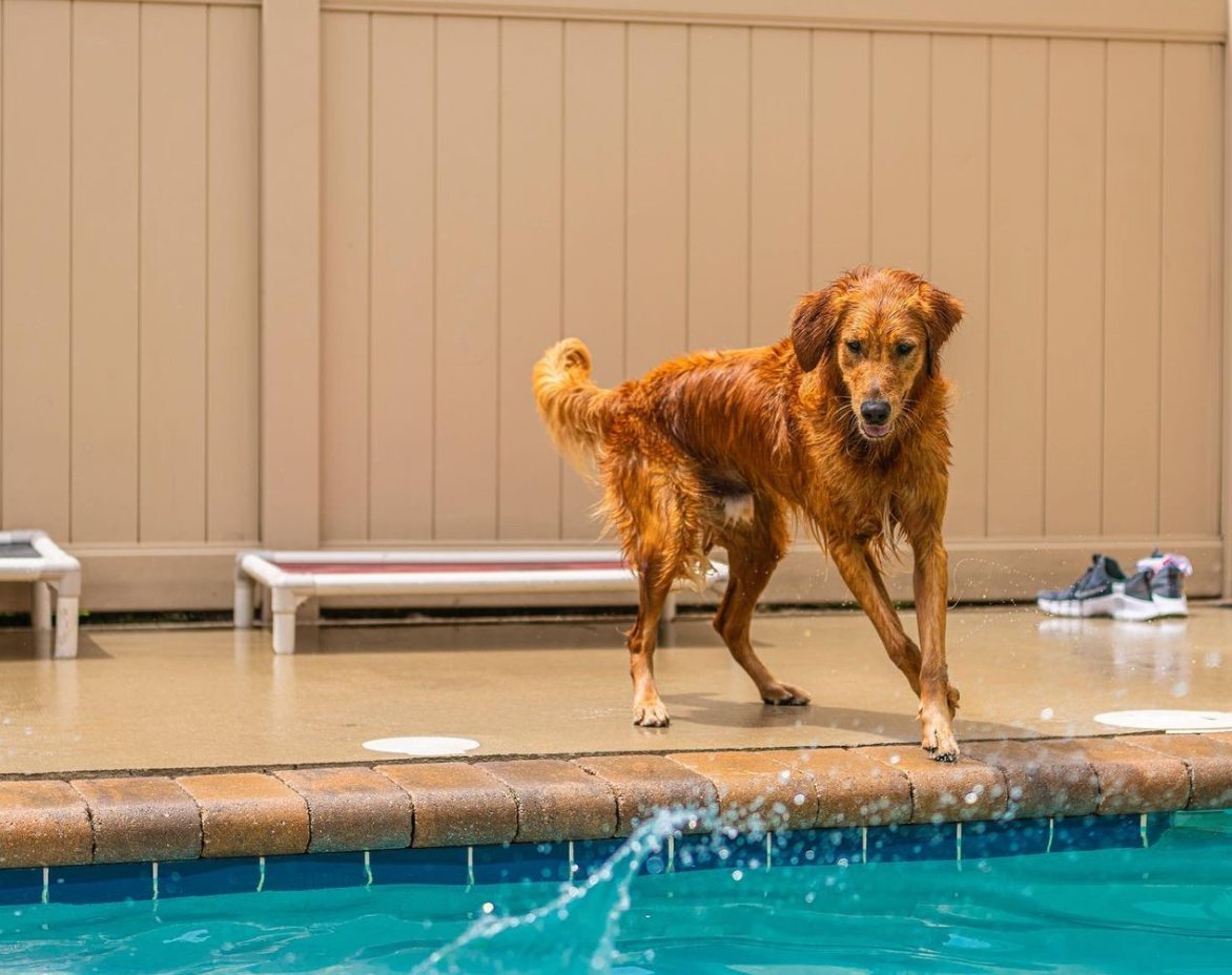 A dog resting between activities during a boarding stay booked from West Town