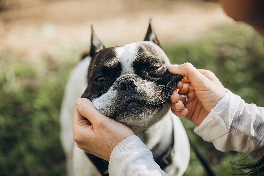 bulldog smiling with dog boarding worker