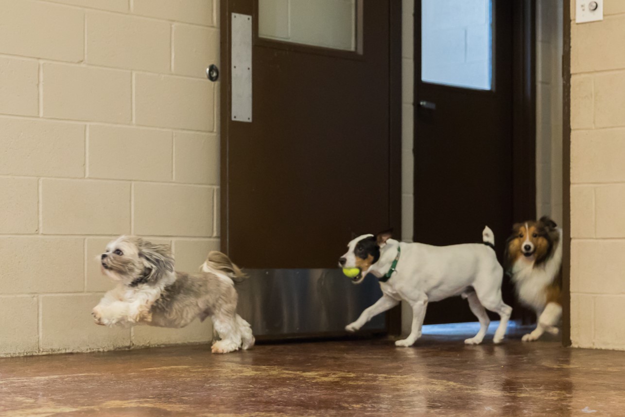 Young adult dogs in structured daycare play at Pet Care Plus