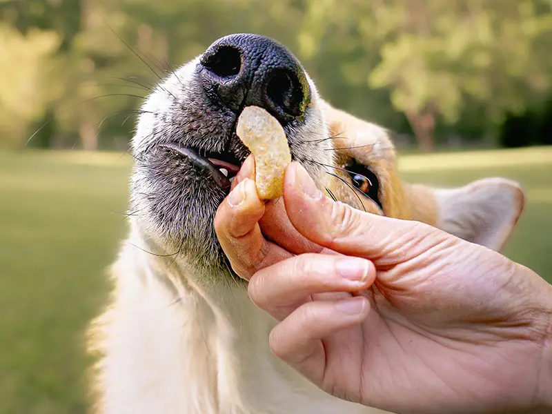 Puppy learning social skills