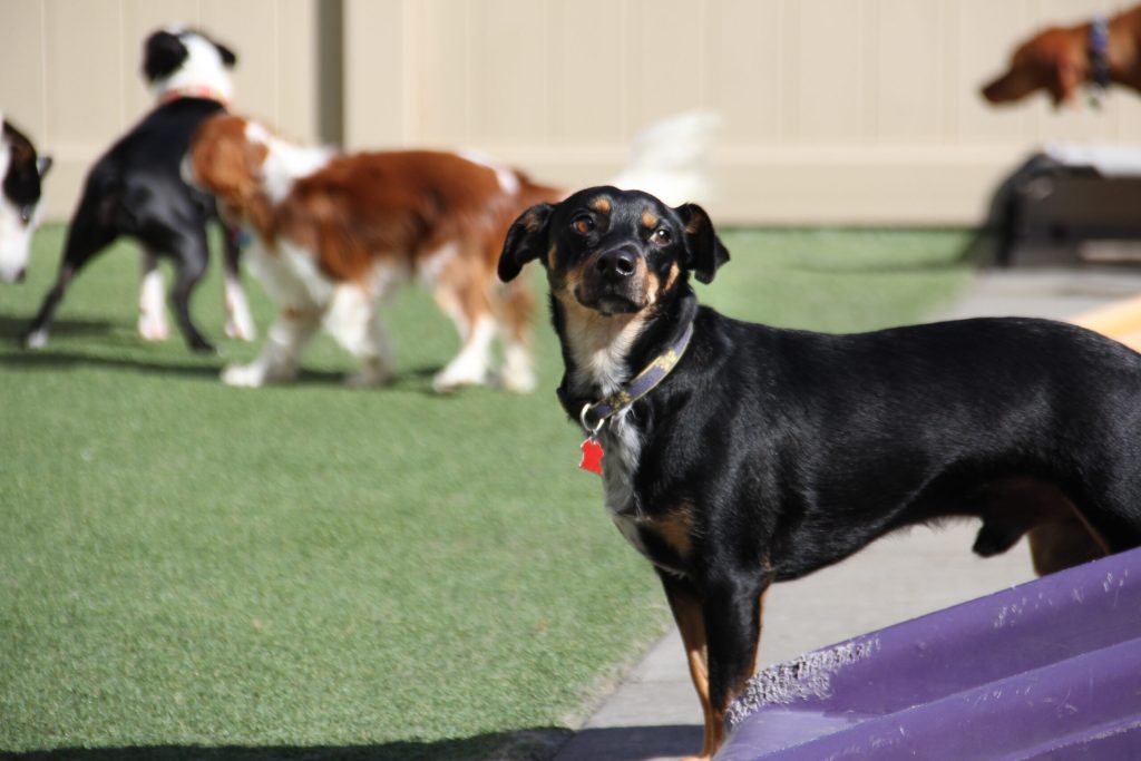 Inside Pet Care Plus in Chicago's West Loop