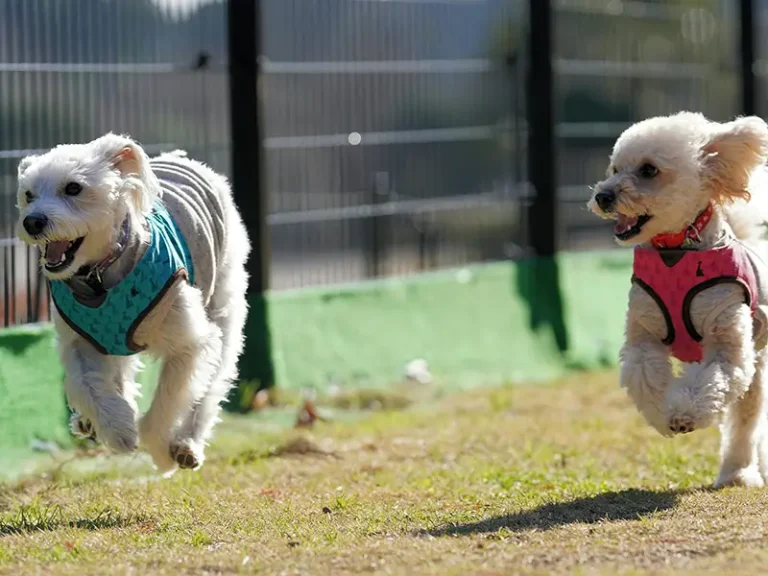 Structured Play vs. Free-for-All Daycare: What Pet Parents Should Know