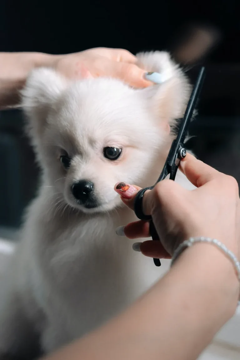 Puppy’s First Groom: How to Prepare for a Gentle Introduction