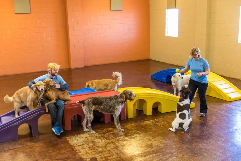 Helping a Nervous Dog Start Daycare or Boarding Slowly