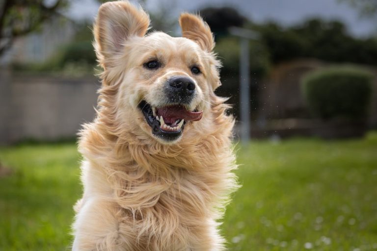 Dog Deshedding Treatment in Chicago: When It Helps