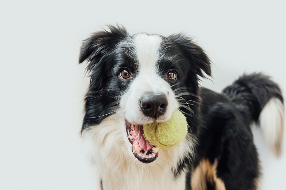 The purpose-built Pet Care Plus resort in Chicago's West Loop