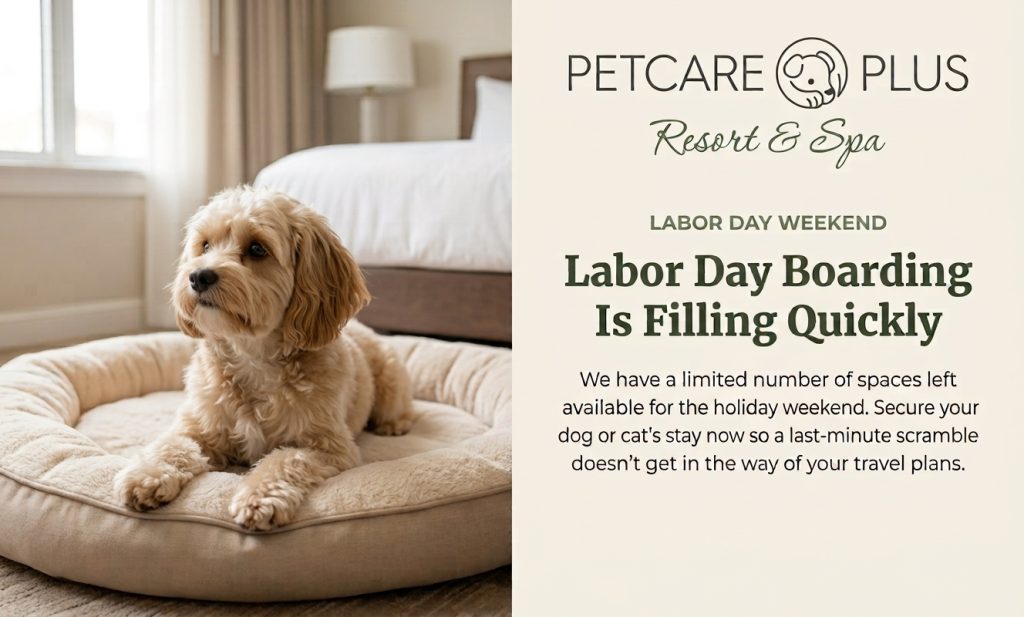 Dog Daycare Near Me in Chicago: Questions to Ask Before Booking