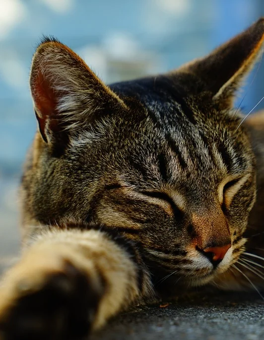 A cat resting quietly — cat boarding at Pet Care Plus in Chicago