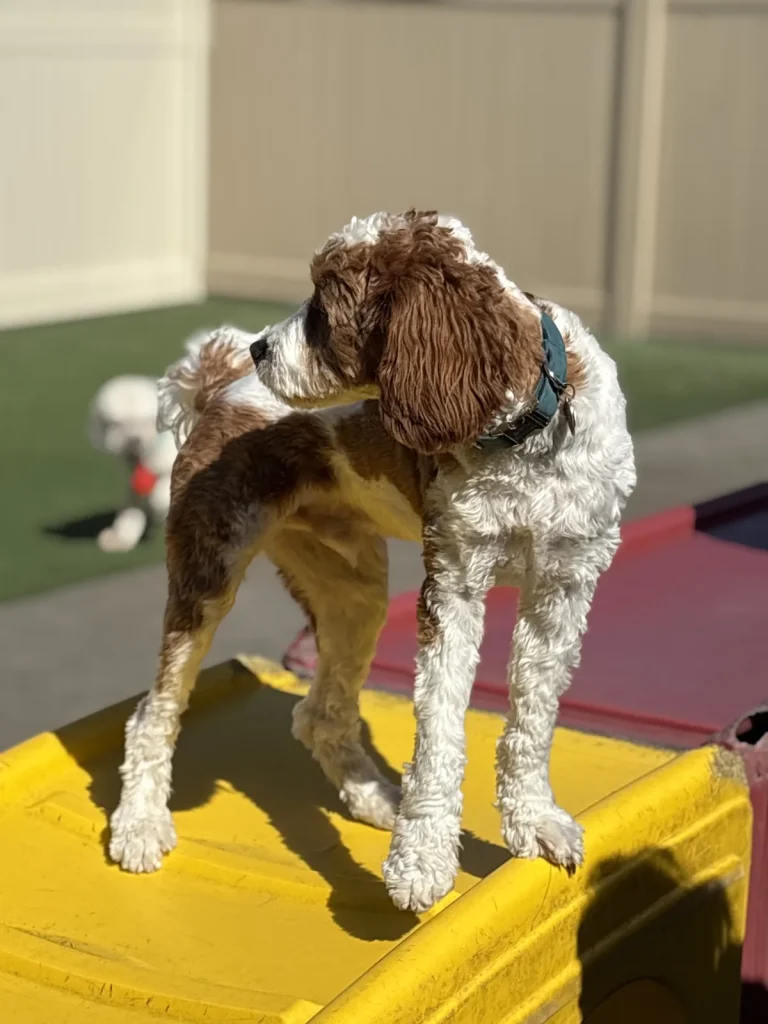 Dog standing on the outdoor play structure at Pet Care Plus dog daycare in Chicago's West Loop