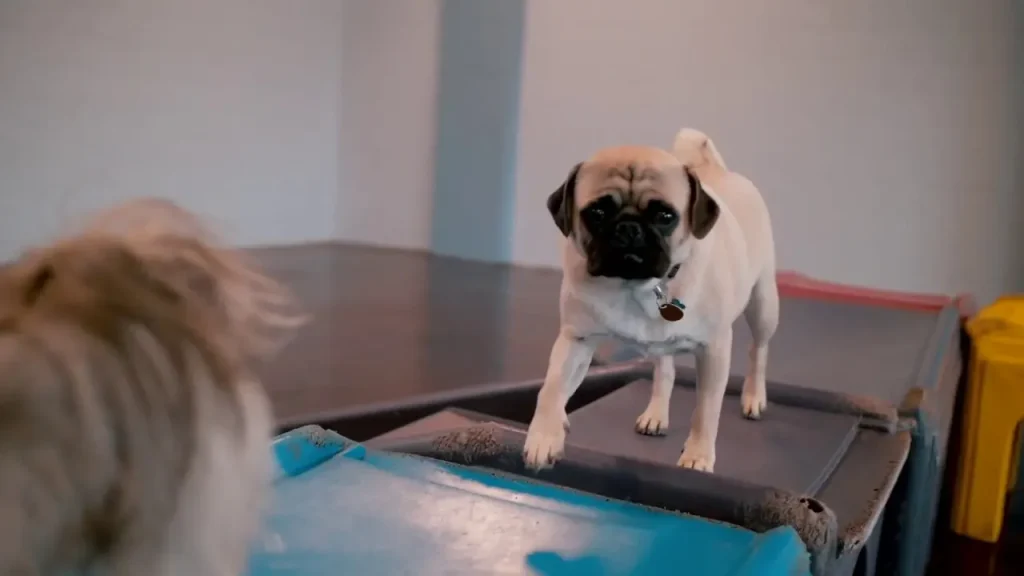Pet Care Plus Resort and Spa, Chicago West Loop